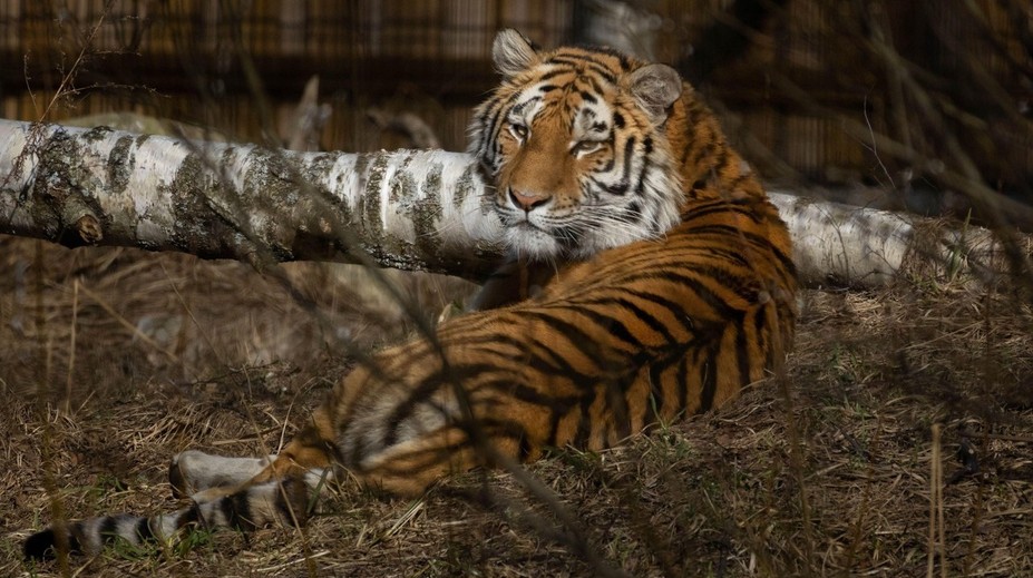 Moravská zoo přišla o tygřici Raju. Byla krásná, říkají návštěvníci