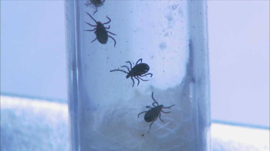 Mùa Klíšťat Tăng Trưởng