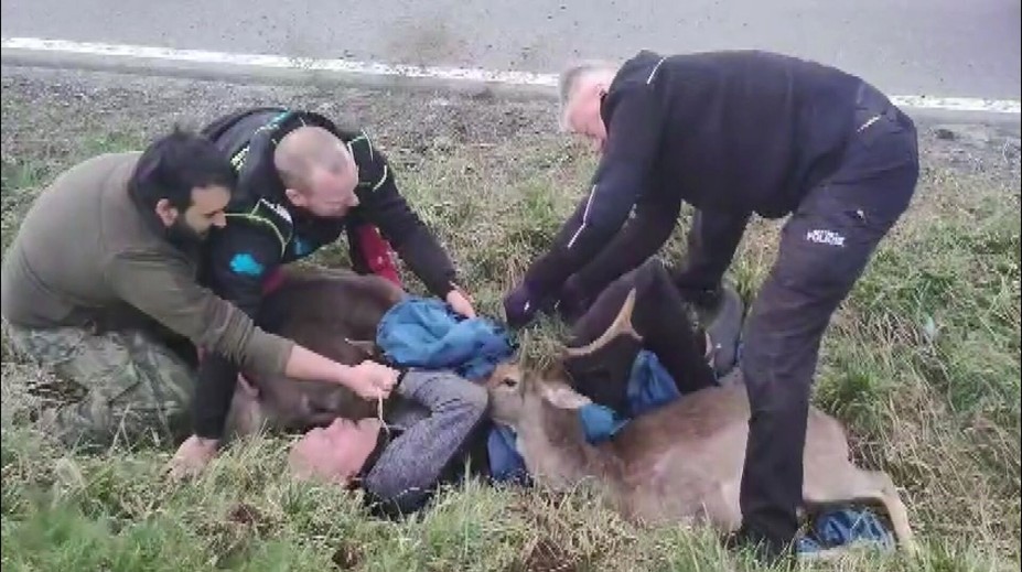 Záchranná akce u Řevnic. Daňci uvěznění v síti ohrožovali provoz
