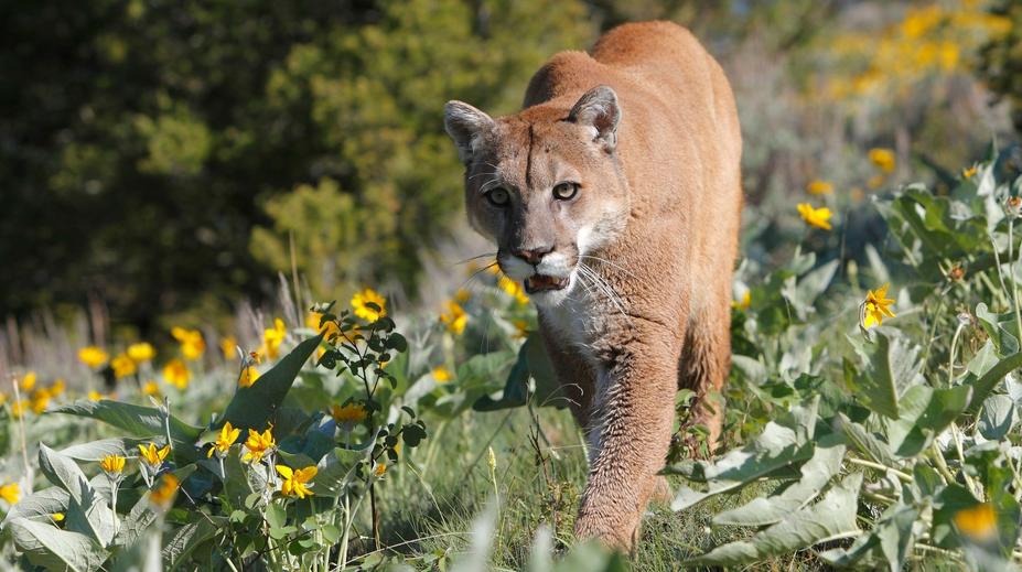 V Dolním Slezsku se má pohybovat puma. Nepřibližujte se k ní, varuje úřad
