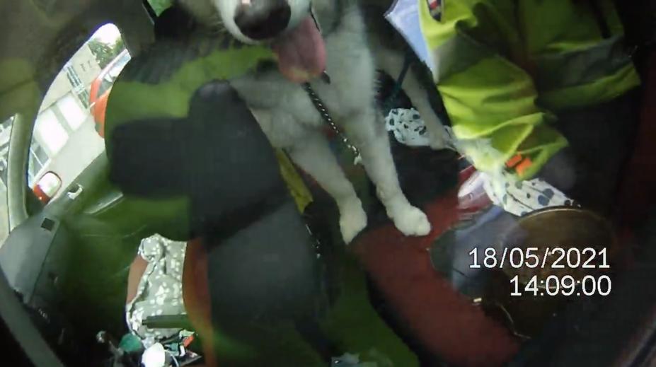 Husky byl den uvězněn bez vody v autě, zachránili ho až strážníci