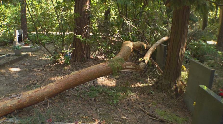 Nový Bor se vzpamatovává z downburstu. Škody město odhaduje na desítky milionů