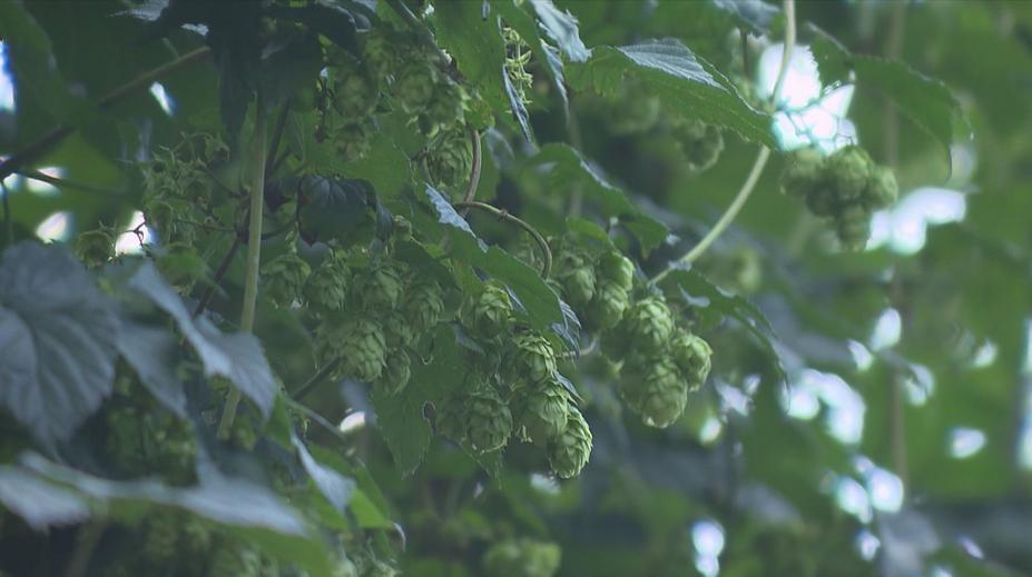 Pivo v ohrožení! Část letošní sklizně chmelu je kvůli bouřkám zničená