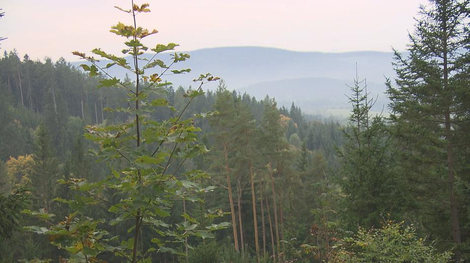 Šumava v létě praskala ve švech. Kolik kilometrů denně nachodí strážci?