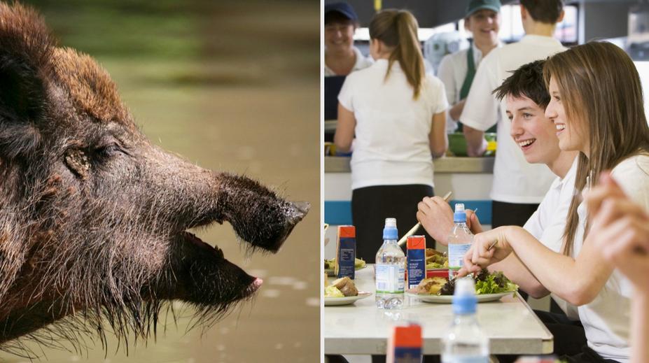 Ministr má řešení pro přemnoženou zvěř. Chce ji protlačit do školních jídelen