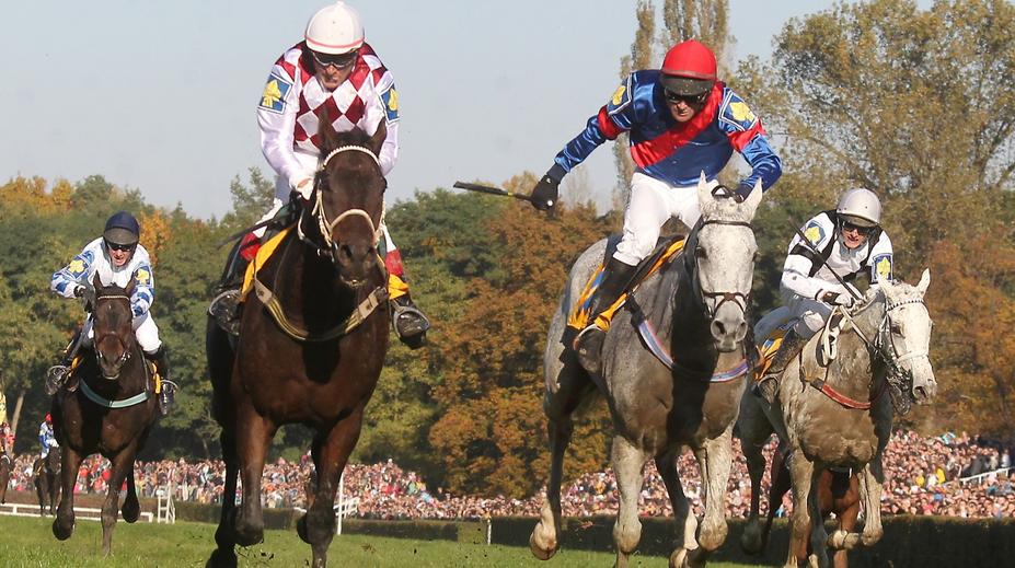 Dostihový svět truchlí. Odešel legendární Amant Gris, hrdina i smolař Velké pardubické