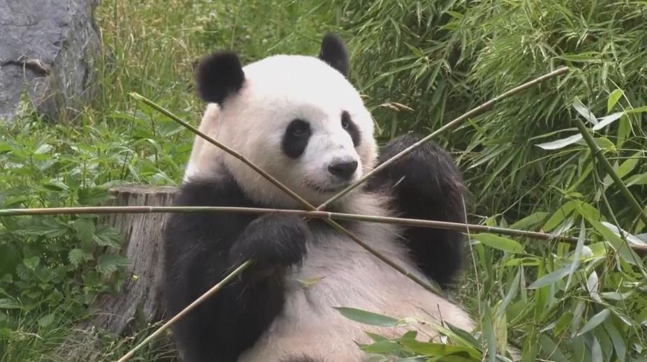 Berlínská zoo slaví narození pandích dvojčat. Pohlaví se zatím určit nedá