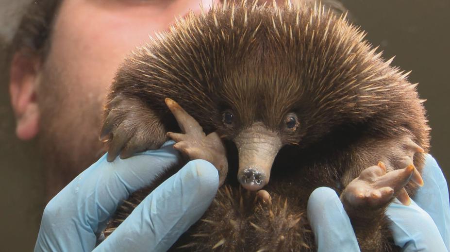 Pražská zoo má novou chloubu. Mládě ježury dostalo zvláštní jméno