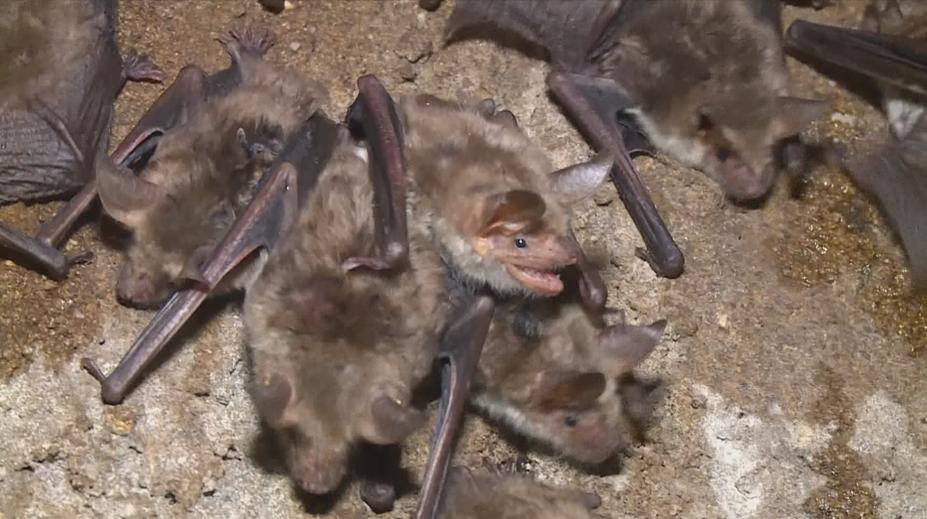 Přibývá případů pokousání netopýrem. Může být smrtelné, varují lékaři