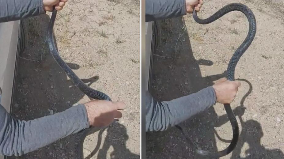 DĚSIVÉ: Krotitel holýma rukama vypouští smrtícího hada do divočiny