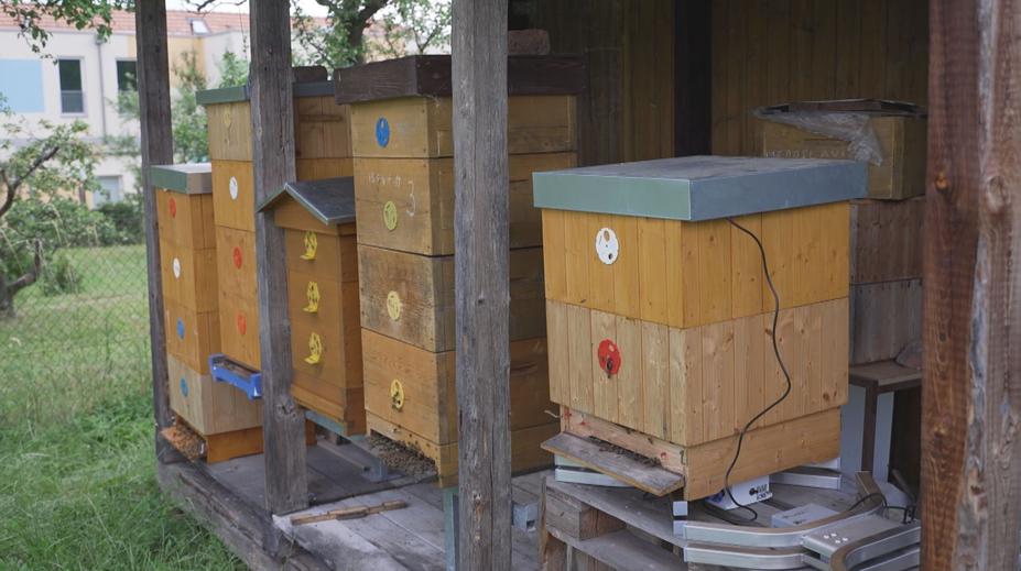 Moderní technologie pomáhají včelařům. Mohou sledovat úly vzdáleně