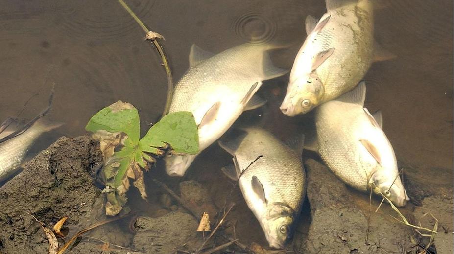 Na soutoku Odry a Olše hynou ryby. Ekologickou katastrofu řeší i Polsko