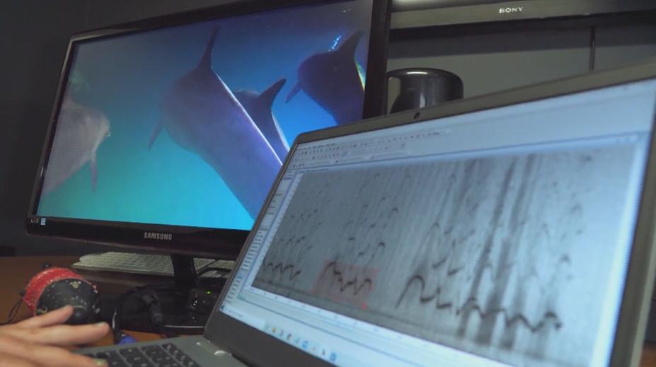 Odborníci zkoumají delfíní řeč pomocí umělé inteligence. Přináší nové poznatky