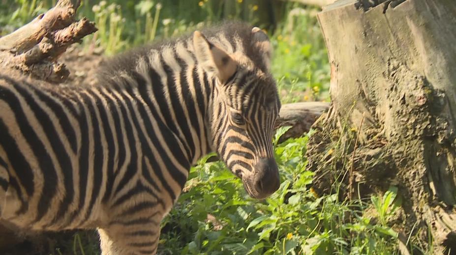 Nový přírůstek v jihlavské zoo: Vzácná zebra porodila mládě