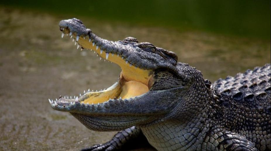 Česká zoo už si neví rady. Chování návštěvníků ke zvířatům je alarmující