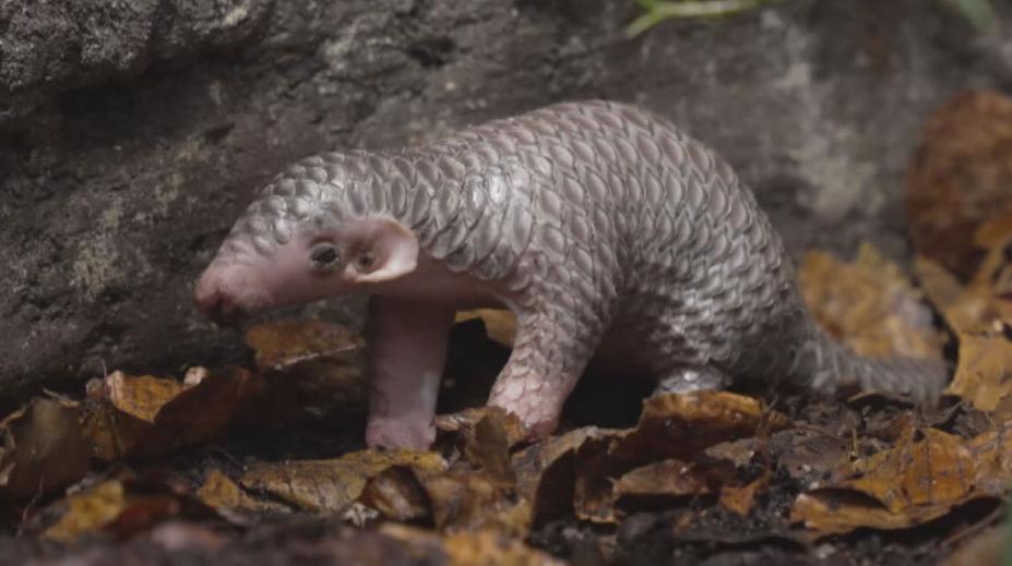 Druhé mládě luskouna v pražské zoo už má jméno Connie. Vybrali ho návštěvníci