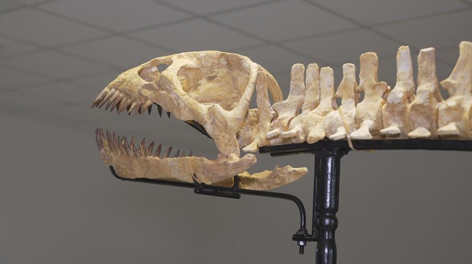 V Česku je k vidění kostra vzácného dinosaura. Sběratel ji dovezl až ze Sahary