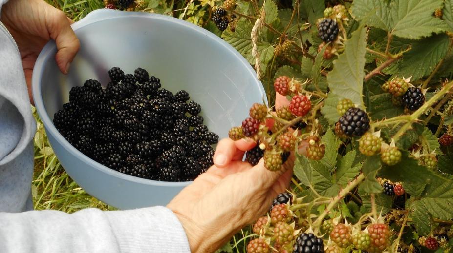 Žena při sbírání ostružin utrpěla těžké popáleniny. Otřela se o nebezpečnou rostlinu