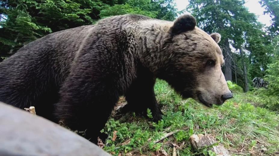V Beskydech přibývá hlášení o výskytu medvědů. Není se čeho bát, uklidňují ochránci