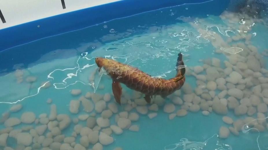 V Pekingu ukázali robotickou rybu. Nahradit má potápěče pod vodou