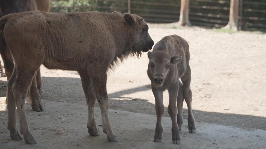 Olomoucká zoo má důvod k radosti. Narodila se tam dvě zubří mláďata