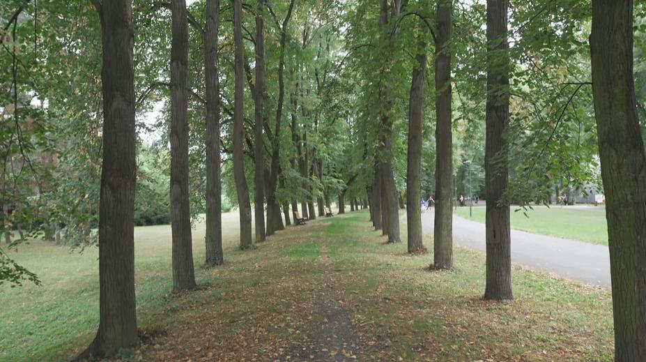 Komenského sady čekají velké změny. Obyvatelé nesouhlasí s kácením stromů