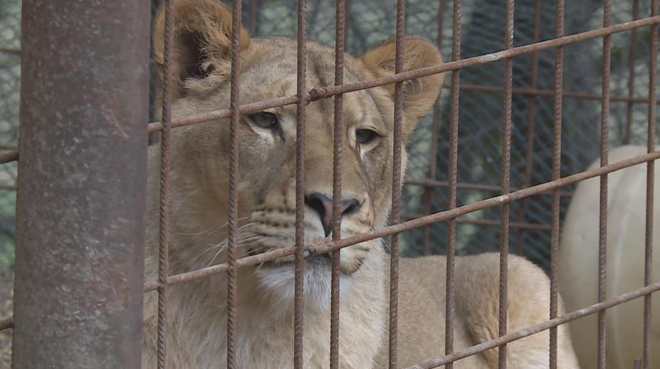 Táborská zoo chystá záchranné zařízení pro lvy. Pomůže zabaveným šelmám