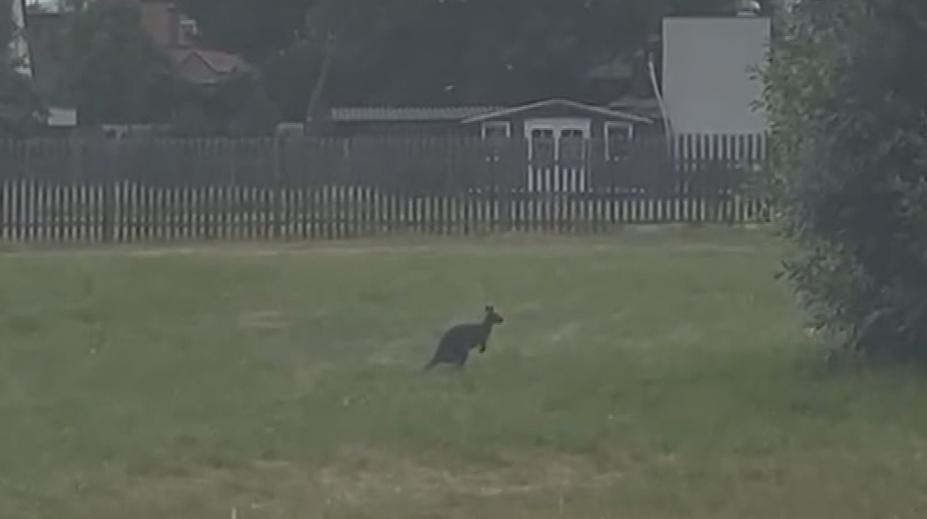 Na Chomutovsku se potuluje klokan. Lidé je tam už ale potkávají běžně