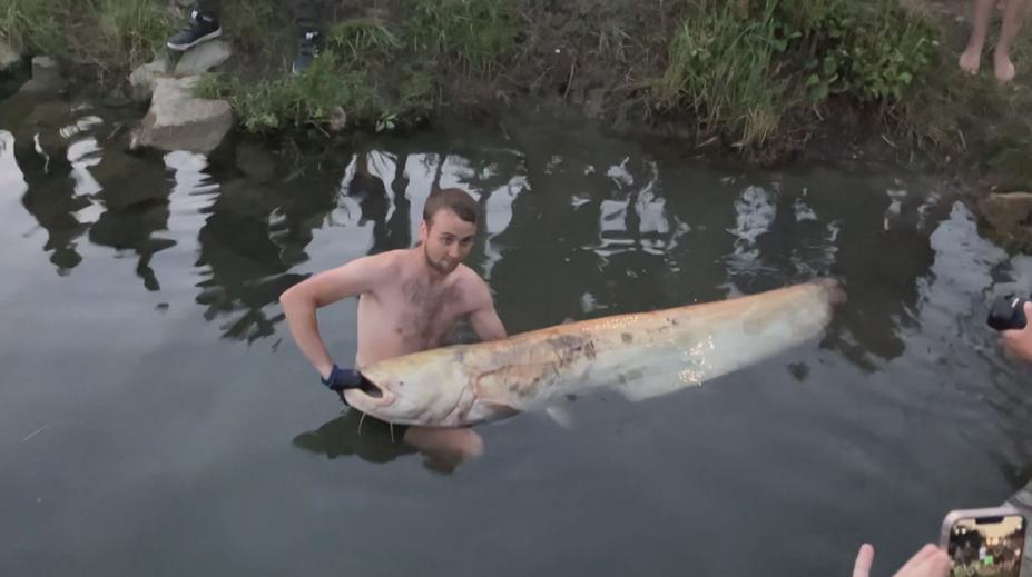 Táborníci z Otrokovic ulovili vzácného sumce. Vážil přes 60 kg a měřil 2 metry