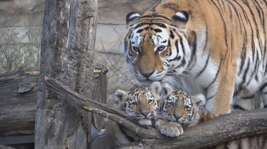 To je roztomilost! Zoologická zahrada Hluboká se pyšní novým přírůstkem