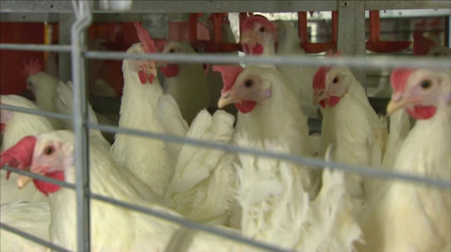 Českem se šíří nebezpečná nemoc drůbeže. Veterináři nařídili vakcinaci