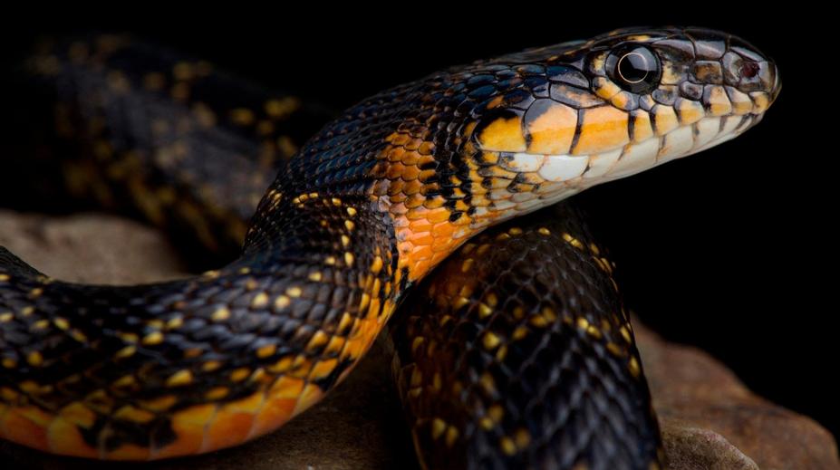 V populární destinaci se přemnožil agresivní had. Rychlý predátor umí i plavat