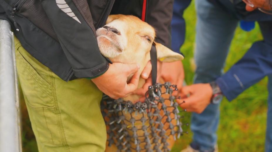 Rakouský farmář vyrobil pro své ovce brnění proti vlkům, úřady jsou proti