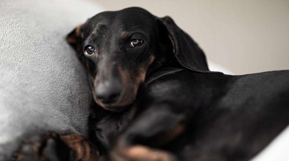 Neignorujte rýmu u svého mazlíčka. Může značit vetší problém, tvrdí veterinářka