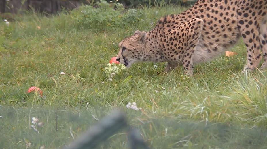 V pražské zoo začaly dýňové hody. Pochutnávají si na nich i gepardi
