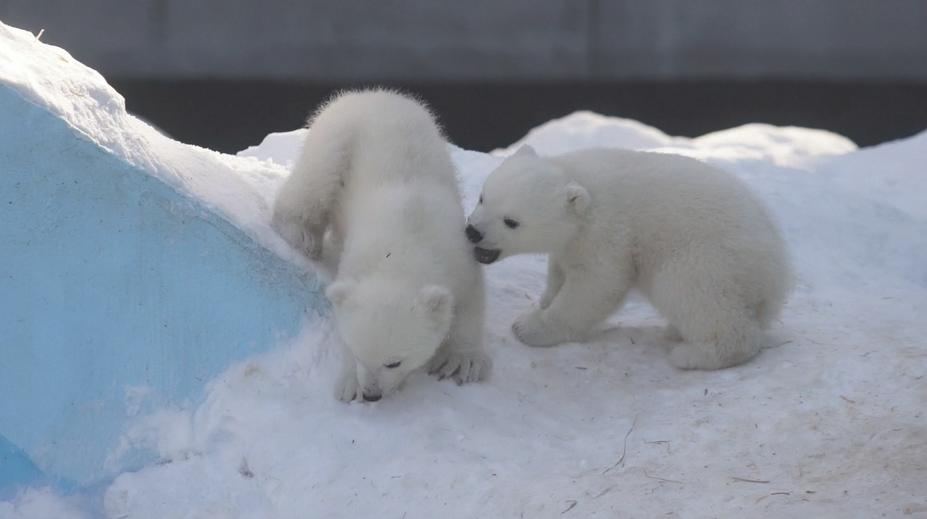 VIDEO: Mláďata ledního medvěda si hrají v ruské zoo