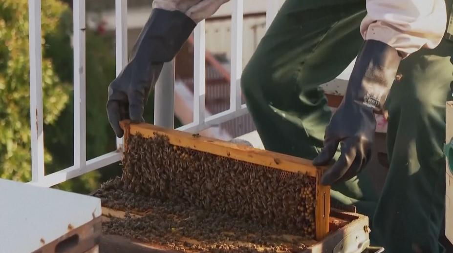 Lidé stále častěji chovají včely ve městech. Úly mají třeba na střechách