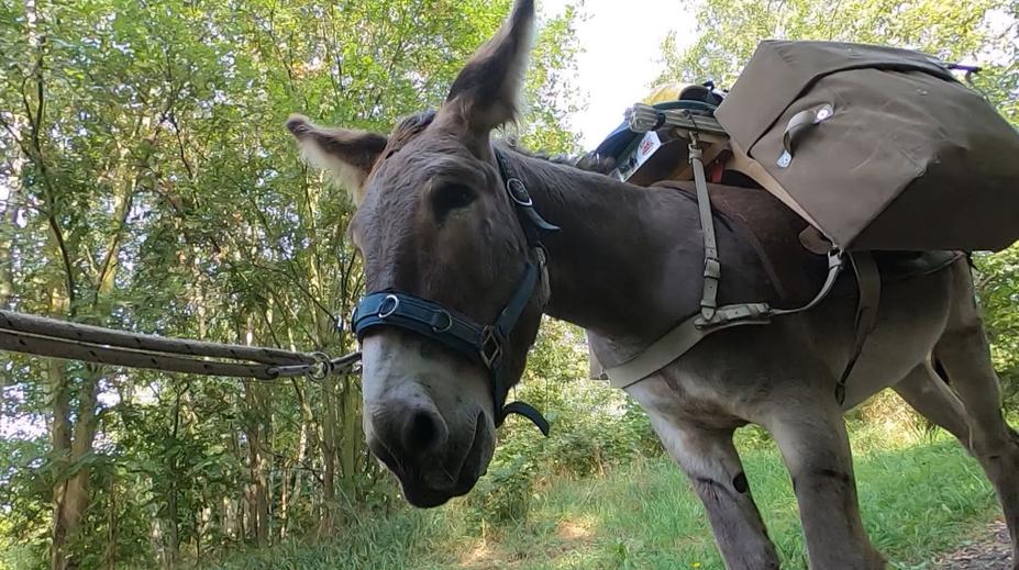 Michael si plní sen a přes Česko putuje s oslíkem. Chce se dostat do daleké země