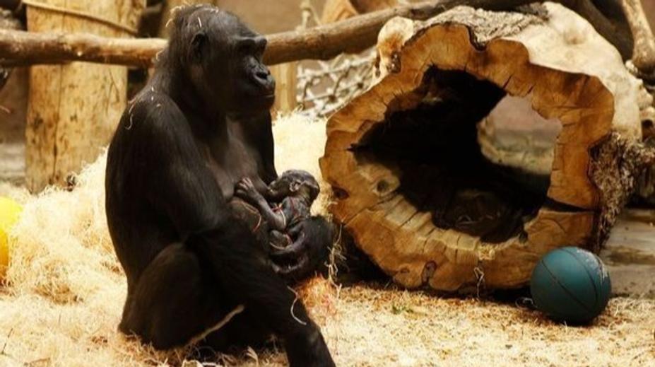 Další přírůstek v pražské zoo! Matka slavné gorily Moji je březí