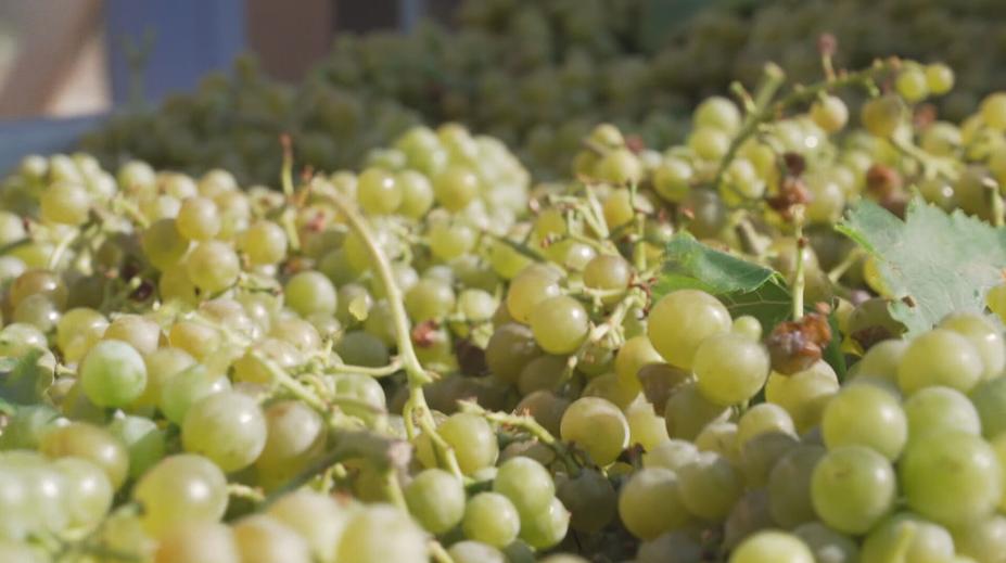 Vinaři sklízí hrozny na první burčák. Letos ho bude méně, zdražovat ale nemá