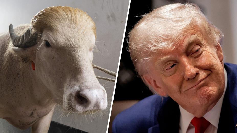 Buvol vypadá jako Donald Trump. Stal se hvězdou, místo porážky míří do zoo