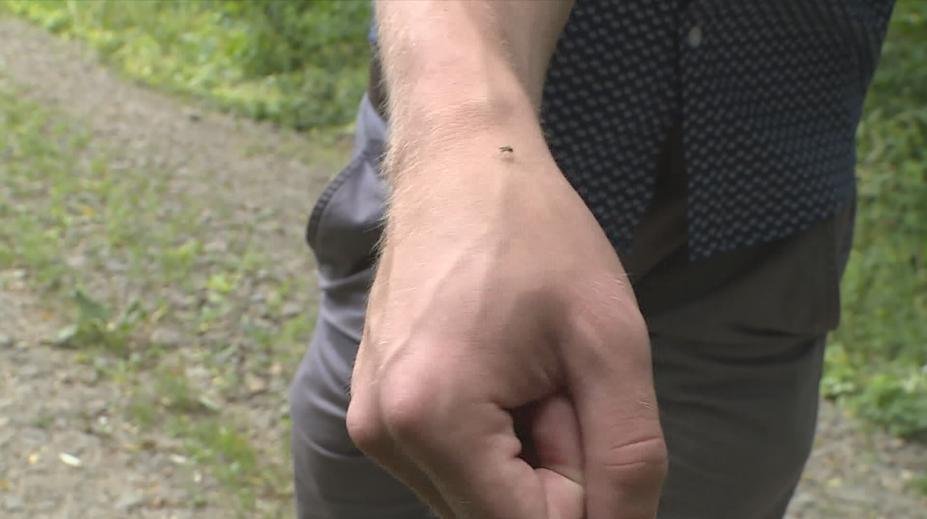 Proč komáři útočí právě na vás? Důvodů může být několik