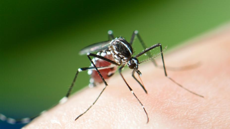 Evropou se šíří exotický virus. Objevil se už i v sousední zemi