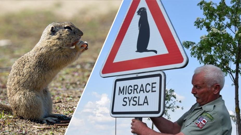 Pozor, sysel? Řidiče na Vysočině varuje unikátní dopravní značka