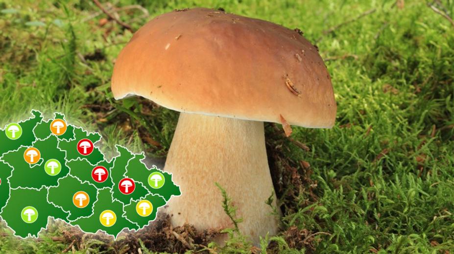 Konečně rostou, jásají houbaři: MAPA, kde nasbíráte plné košíky!