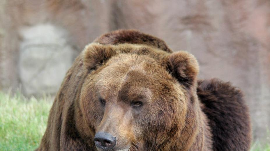 Smutná zpráva z brněnské zoo! Starého medvěda museli utratit
