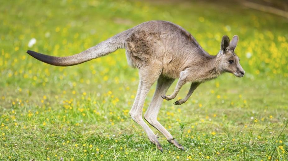 Ošetřovatelku v plzeňské zoo napadl klokan. Skončila v nemocnici