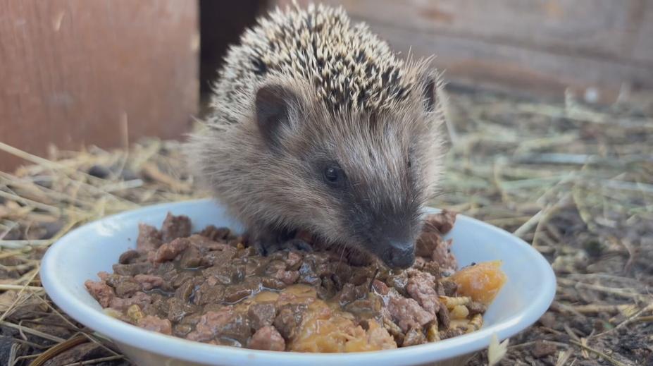 Lidé už nacházejí první mladé ježky. Zdravé a čilé je lepší nechat venku