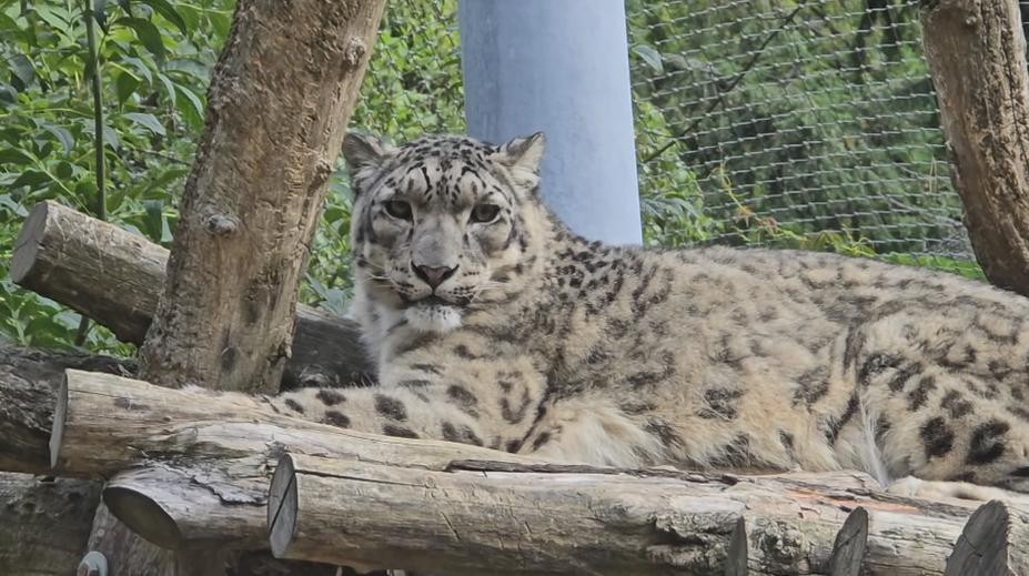 Do jihlavské zoo se vrátily vzácné šelmy. Dostaly luxusní domov za miliony