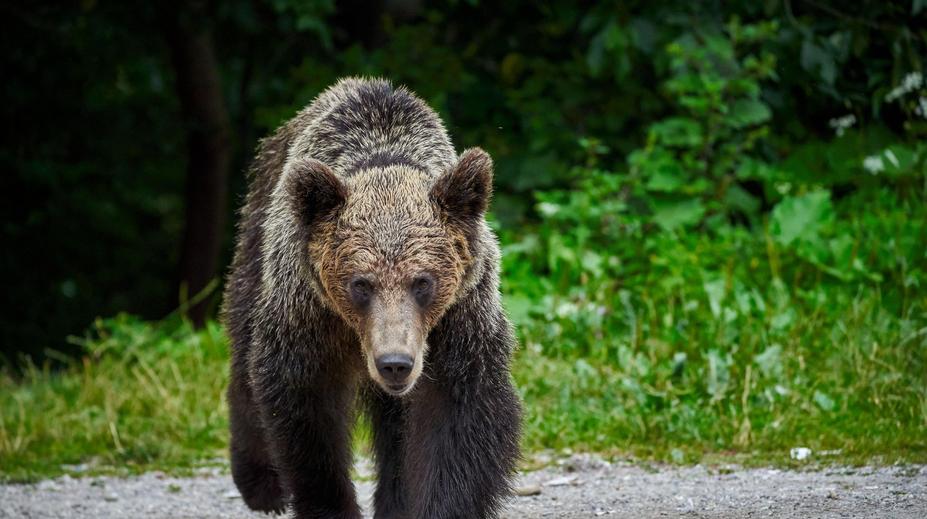 U Staré Boleslavi se možná pohybuje medvěd, upozornili myslivci